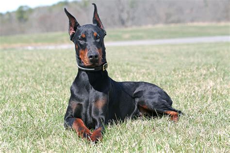 This spinal condition causes dogs to walk with uneven, wobbly steps. Dobermans are among the most common dog breeds to get Wobbler’s Syndrome, with around 50% of all Wobbler’s cases occurring in this breed. Symptoms of Wobblers in Dobermans start in middle age. To manage Cervical vertebral instability in Dobermans, …. 