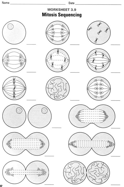 Key Mitosis Worksheet And Diagram Identification Kidsworksheetfun