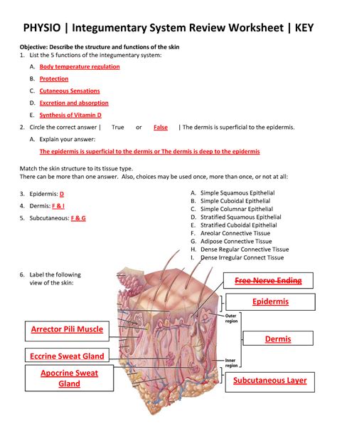 Key Review Answer System Integumentary Physio