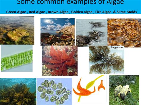 Key To Common Algae