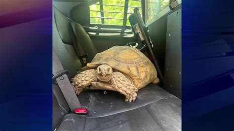 Key West deputy rescues runaway tortoise, reunites her with owners