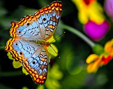 Key west butterfly. Things To Know About Key west butterfly. 