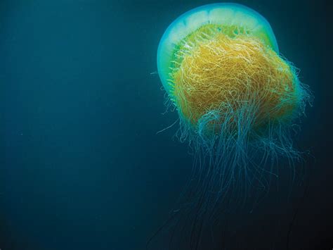 Keys of jellyfish evolutionary success revealed