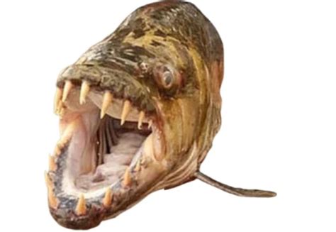 Kh0I_Fishie Onlyfans Leak +18 💦 138 Vids