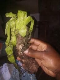 Khathibesonga umuthi