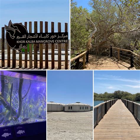 Khor Kalba Mangrove Centre - discover fascinating facts 2024