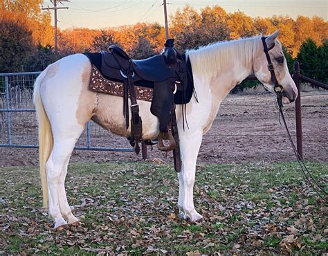 Kid Safe Horses for sale in California HorseClicks