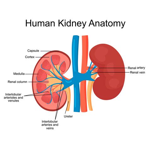 Kidney Structure