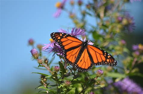 Kids can learn about the monarch butterfly at Camp Saratoga
