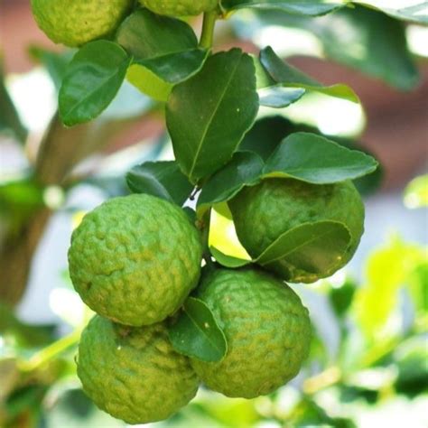 Kieffer Lime Trees for Sale Online Garden Goods Direct