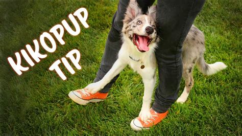 Kikopup. Dec 22, 2019 ... Emily Larlham runs the popular Youtube channel Dog Training by Kikopup. On her Youtube channel there is an option to pay a monthly fee for ... 