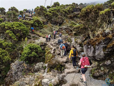 Kilimanjaro hike. The great thing about this Kilimanjaro route is that climbers get to spend a night sleeping next to the ancient glaciers. And if the climbers are feeling up to ... 