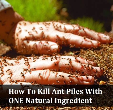 Kill ants. Jul 21, 2022 ... Keep Things Clean. Sanitation is critical for the prevention and control of any pest. Like all living creatures, ants need water, food, and ... 