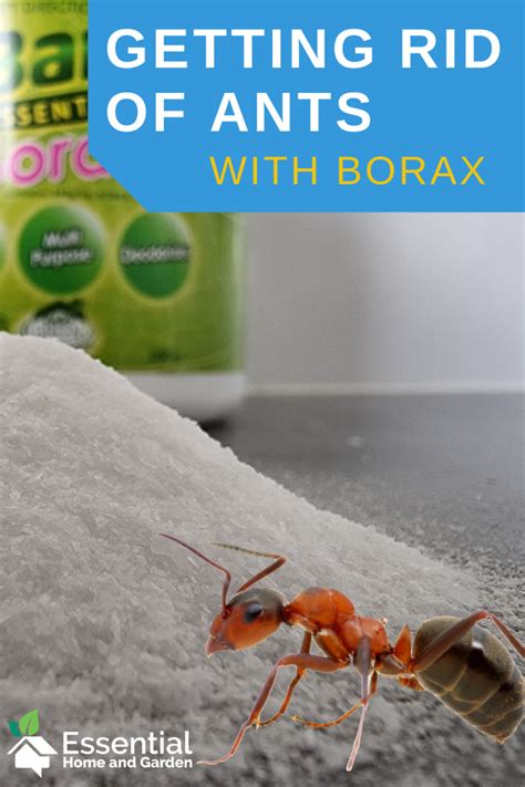 Kill ants with borax. Borax, also known as sodium borate, is a mineral that’s toxic to ants. While usually used for cleaning, when mixed with an attractant, ants ingest the borax and eventually die. Borax doesn’t kill ants instantly but disrupts their digestion progressively. 