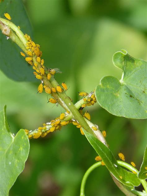Kill aphids. Published: Monday, 14 June 2021 at 8:00 am. How to tackle aphids (greenfly or blackfly) and when to let nature deal with them for you. Aphids, also known as … 