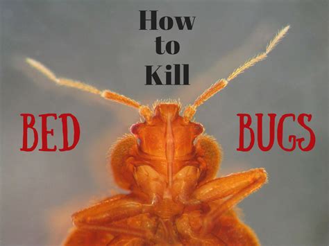 Kill bed bugs. Websites like Angi and Yelp can help you find local bed bug exterminators. Read the online reviews to find which bed bug company touts the quickest, most effective results. You can also call up ... 