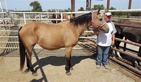 Kill pen draft horses for sale. NO TACK FOR SALE AND NO FOR HORSES FOR SALE. This group is specifically for ALL Draft Horses and Draft Cross Horses that have found themselves in Kill Pens or Auctions. We invite ALL rescues to... 