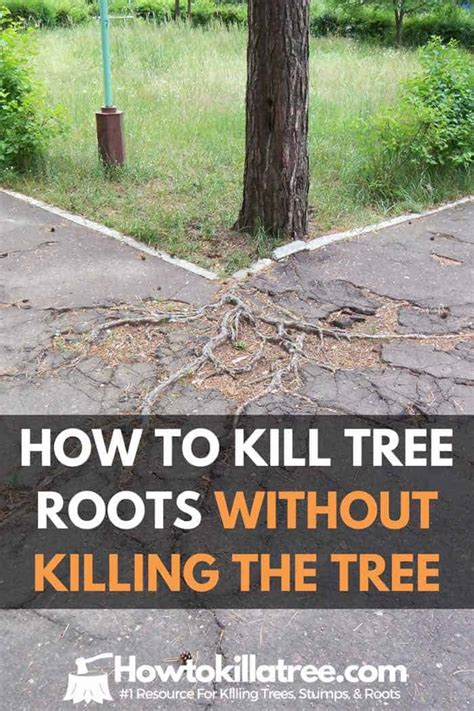 Kill the roots of a tree. The best ways to kill tree roots permanently are: Use a stump killer after felling a tree. Inject the roots or stump with concentrated Roundup. Flush copper … 