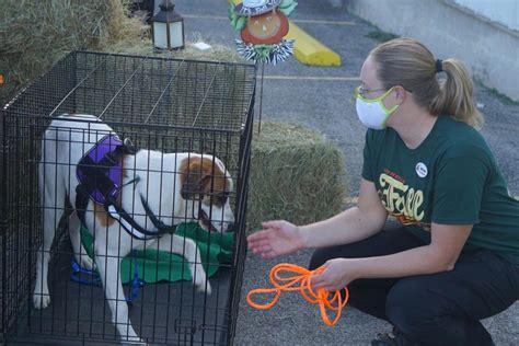 Killeen Animal Shelter getting closer to a no-kill shelter