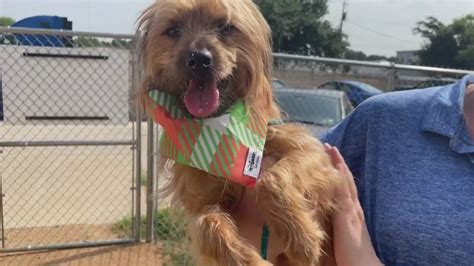 Killeen pet pound. Killeen Animal Shelter offering free pet adoptions for Fourth of July. "Available animals include rabbits, turtles and guinea pigs, in additional to dogs and … 