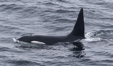 Killer Whales Marine Scotland Information