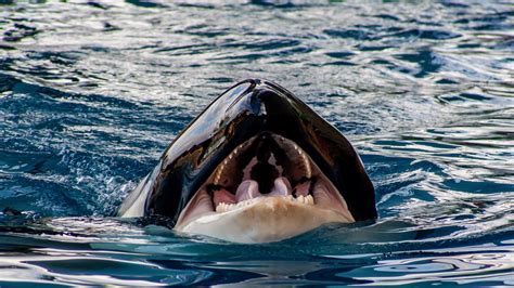 Killer whale attack. Oct 28, 2022 · In 2005, a 12-year-old boy was "bumped" by a killer whale near Ketchikan, Alaska, in what may have been an aborted attack — similar to the surfer in Norway — or simply curiosity on behalf of ... 