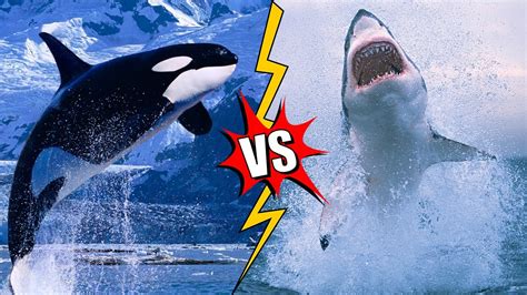 Killer whale vs great white. Killer whales and great white sharks exhibit marked differences in size and morphology. Orca lengths can reach up to 26 feet, with males typically larger than females. In contrast, great white sharks can grow up to 20 feet. Both species possess powerful tails that propel them through water at high speeds, but the orca’s distinct pectoral fins ... 