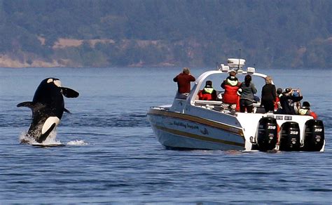 Killer whales boats. Things To Know About Killer whales boats. 