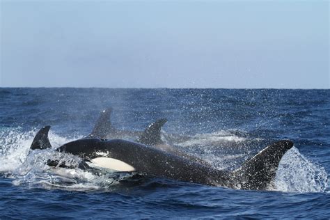 Killer whales damage boats in Spanish, Portuguese waters in puzzling new behavior