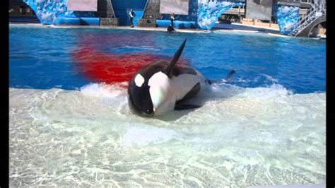 Killer whales in captivity. If passed, it would be unlawful for any marine park in the U.S. to keep orcas in captivity for display. The SWIMS Act of 2022 takes it a step further, addressing not only killer whales, but beluga whales and pilot whales as well. If this bill is passed, it would amend the MMPA and prohibit the captivity and breeding of all these whales for ... 