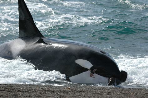 Killer whales orcas attack. Things To Know About Killer whales orcas attack. 