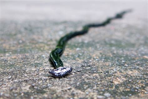 Killer worm. Welsh-born Pamela Lee Worms emigrated to the United States in search of a better life and within two months, married wealthy widower Moses Worms. As Pamela described herself as a widow, people believed she was lucky to end up in such a loving marriage. Yet, the shocking truth came to light once … 