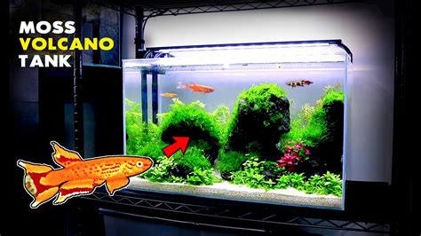 Killifish aquarium a step by step guide. - Principles of electronic materials 3rd solutions manual.