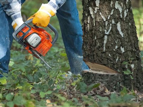 Killing a tree root. Things To Know About Killing a tree root. 