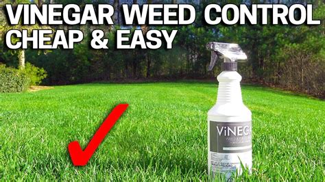 Killing grass with vinegar. Both typical grocery stores (or culinary vinegar) and horticultural vinegar are very effective in killing crabgrass. Culinary vinegar contains about 5 percent acetic acid, while horticultural vinegar is more acidic. However, spraying crabgrass with only 5 percent acetic acid vinegar will kill crabgrass and keep it away for up to 13 weeks, found ... 
