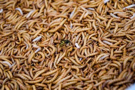 Spiritual Meaning of Maggots in Dreams. The Spiritual Meaning of Maggots symbolizes the transformational power of rebirth and renewal. Dreaming about maggots indicates the need for spiritual cleansing and releasing of negative energies and harmful attachments. Like decaying materials, maggots represent letting go and discarding what no longer .... 