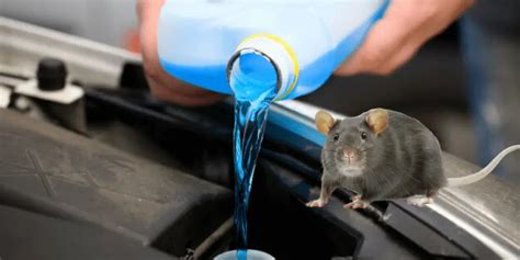 Killing rats with antifreeze. Antifreeze - Ethylene glycol: The liver metabolizes ethylene glycol into glycolate and oxalate, which cause cellular damage in various tissues and organs, especially the kidneys. So after an initial stage of nausea and vomiting and muscle twitches, kidney, liver, even heart failure cause death, usually in about 24 hours. 