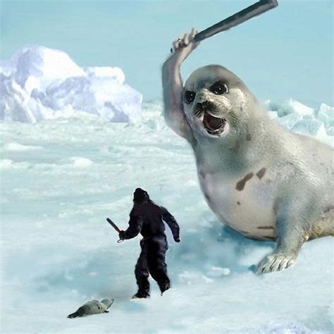 Killing the baby seals cadence. Things To Know About Killing the baby seals cadence. 