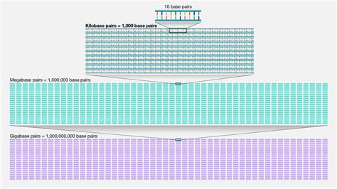 Kilobase (kb) - Genome.gov