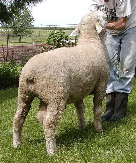 Kimm Suffolks is dedicated to helping sheep p