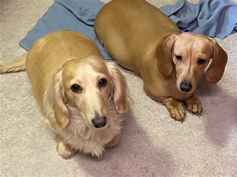 Birch Hill Doxies Home. Emily. Our Emily joined our