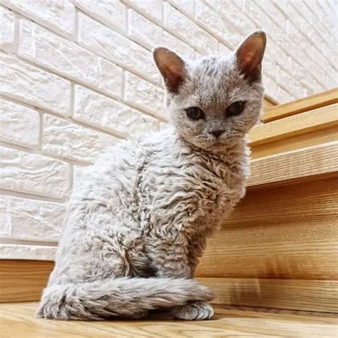 12-15 years. The LaPerm cat breed is a very interesting one due to its loose curls, curled ear tufts, and ear furnishings. LaPerms have a very curly coat, with the tightest of curls present around the throat area and the base of their ears. The LaPerm is a sweet, lively, and friendly breed.. 