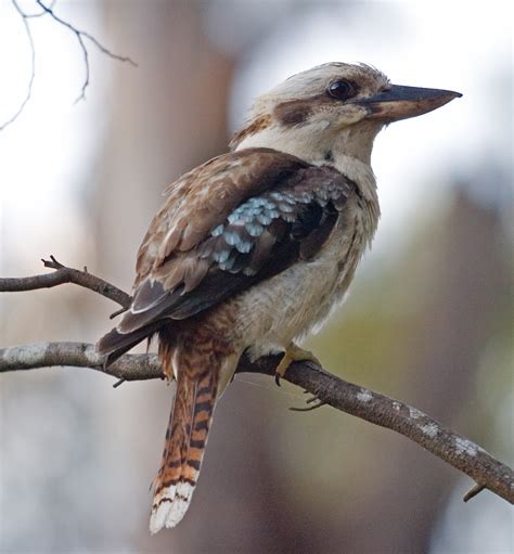 Kinderlied Kookaburra-deutsche übersetzung