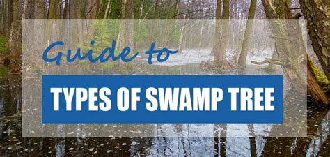 Kinds of Trees in Swamps - Nature ScienceBriefss.com