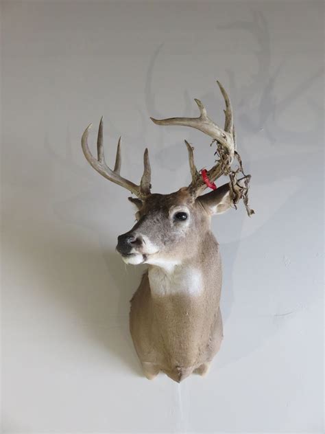 Kinds of deer mounts. When it comes to deer skull mounts, there are several different types to choose from. Each style offers a unique way to display your trophy and can enhance the overall visual appeal. One popular option is the European mount, which showcases the clean, bare bones of the deer skull. 