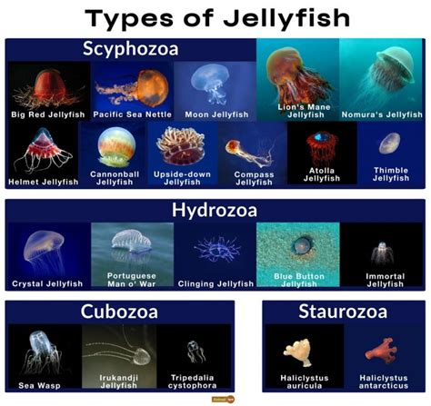 Kinds of jellyfish. Their bodies are made up of more than 95 percent water. Graceful and sometimes dangerous, jellies range in size from miniscule to enormous. One of the largest, the lion’s mane jelly, has a giant-sized bell eight feet (2.4 m) across. Its flowing tentacles can reach 100 feet (30.5 m) or more — longer than two school buses parked end-to-end! 
