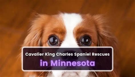 King Charles Video Minneapolis