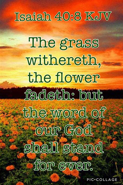 King James Version Scripture