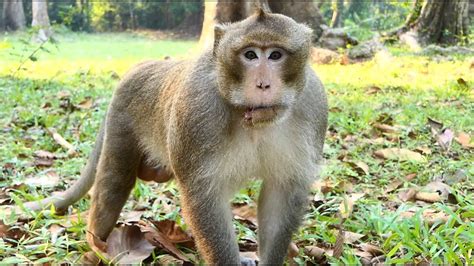 King alexander monkey.  This documentary explores the dramatic story of K...