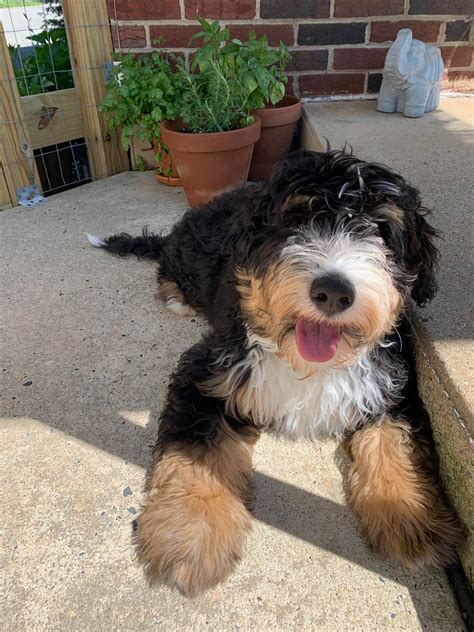 King bernedoodle. Things To Know About King bernedoodle. 